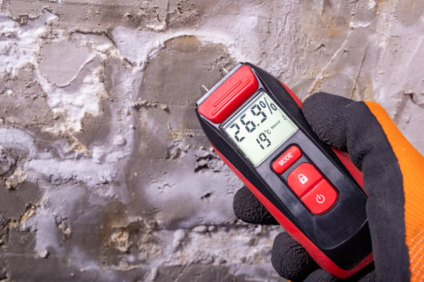 Best Certified Mold Removal  in Rochester, IN