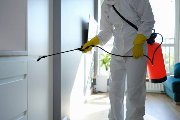 Best Affordable Mold Removal  in Rochester, IN