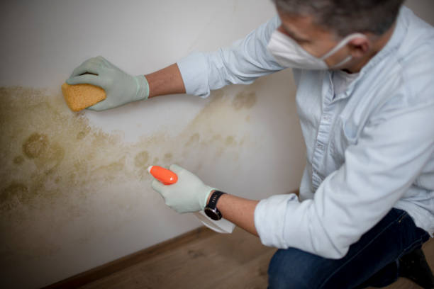 Best Toxic Mold Removal  in Rochester, IN