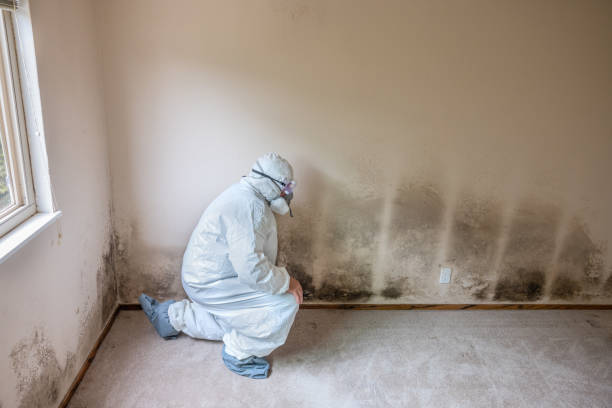 Best Attic Mold Removal  in Rochester, IN