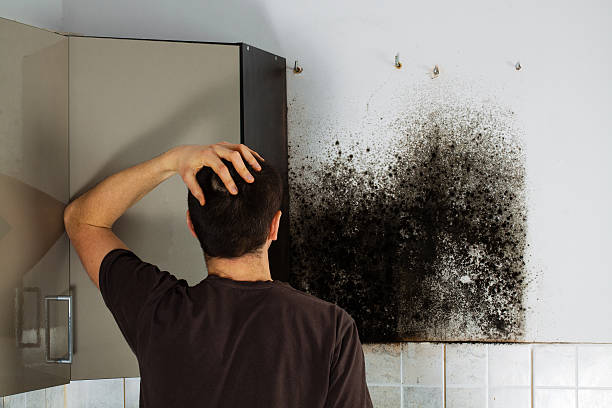 Best Home Mold Removal  in Rochester, IN